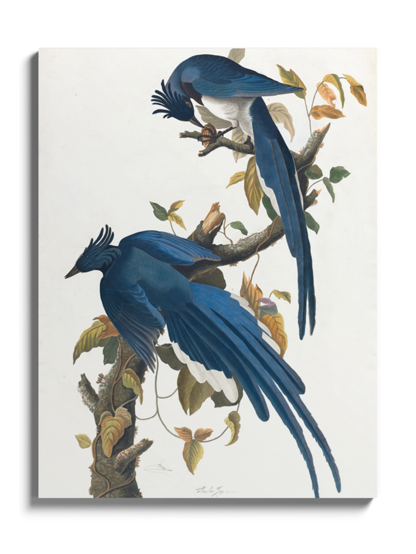 Друк Картина "Колумбійська сойка"