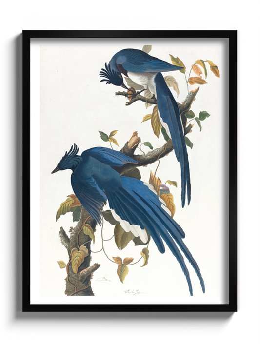 Друк Картина "Колумбійська сойка"
