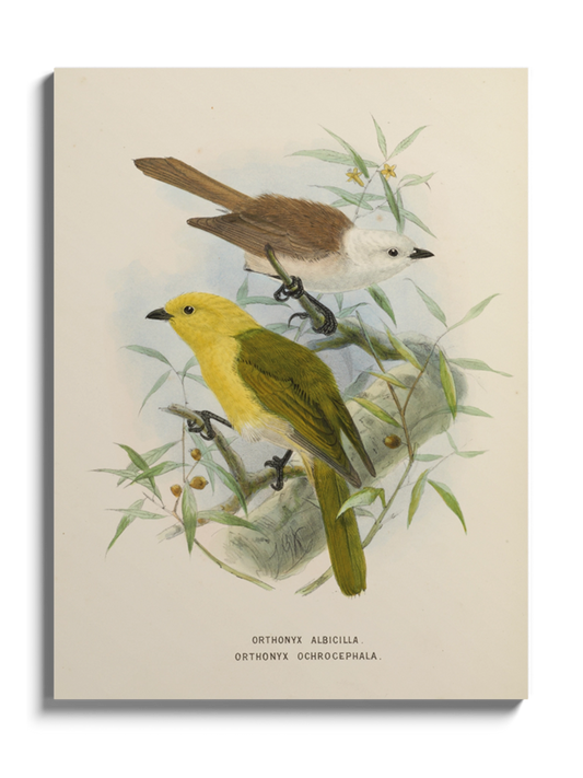 Друк Картина "Дві пташки на гілці"