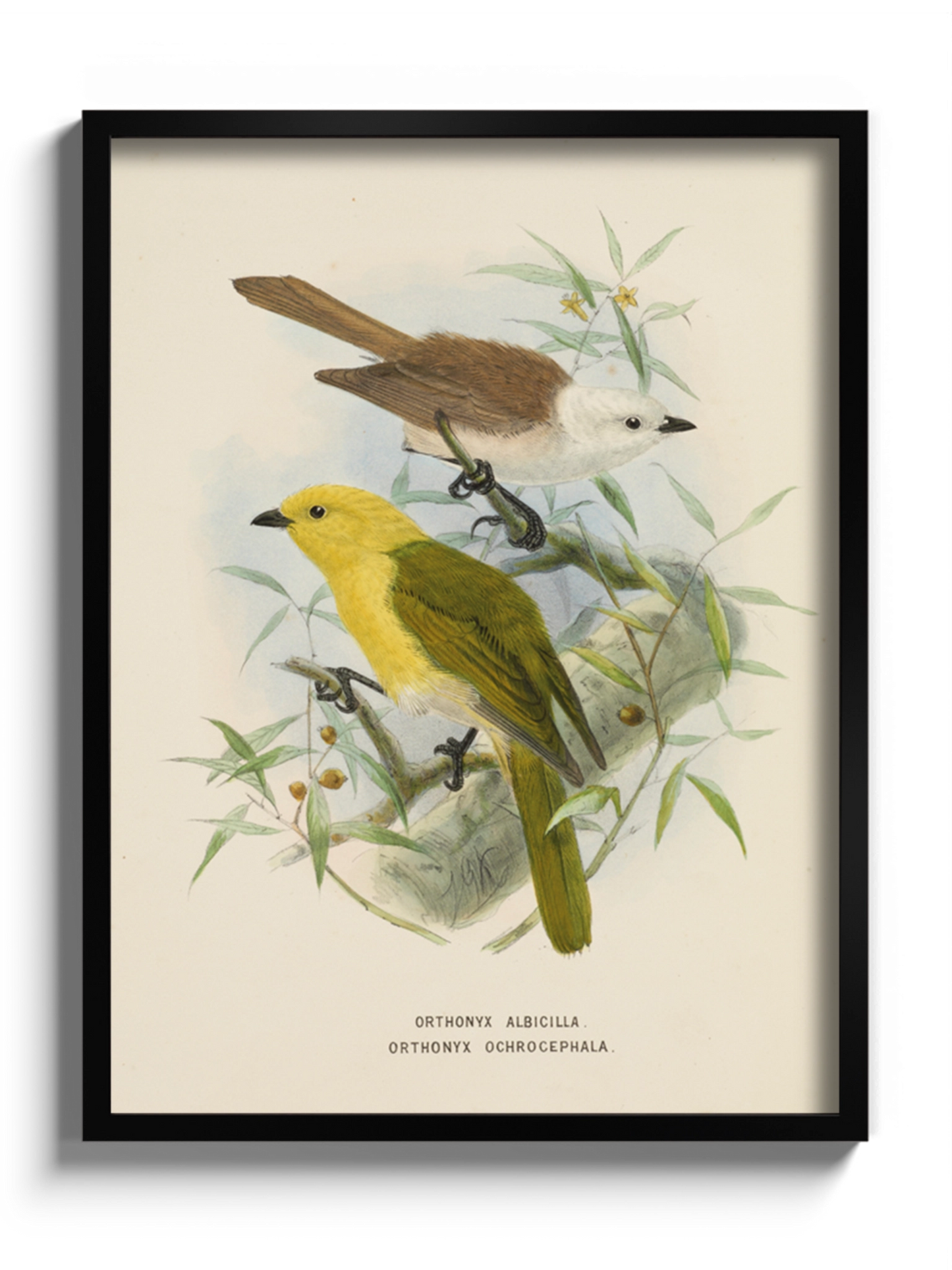 Друк Картина "Дві пташки на гілці"