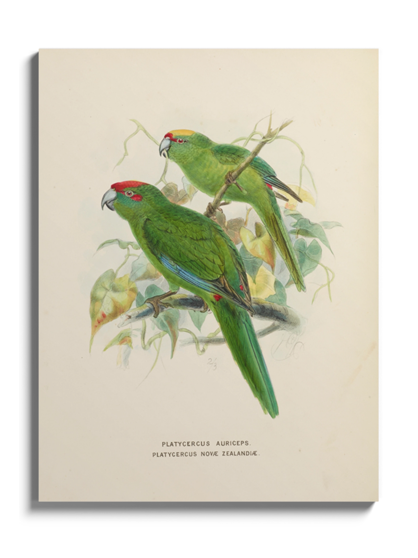 Друк Картина "Дві зелені папуги"