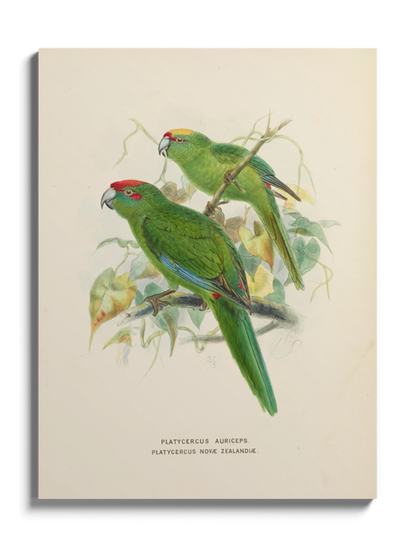 Друк Картина "Дві зелені папуги"