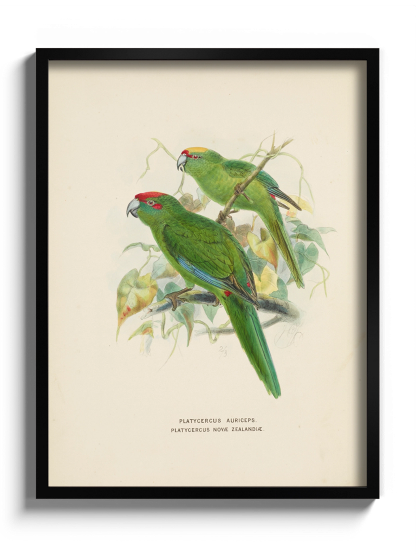 Друк Картина "Дві зелені папуги"