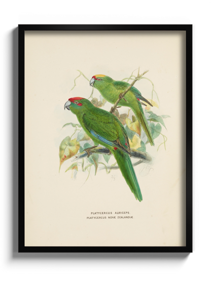 Друк Картина "Дві зелені папуги"