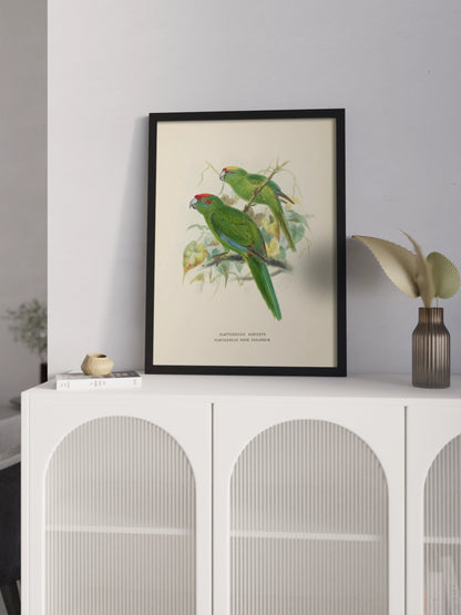 Друк Картина "Дві зелені папуги"