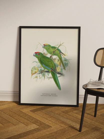 Друк Картина "Дві зелені папуги"