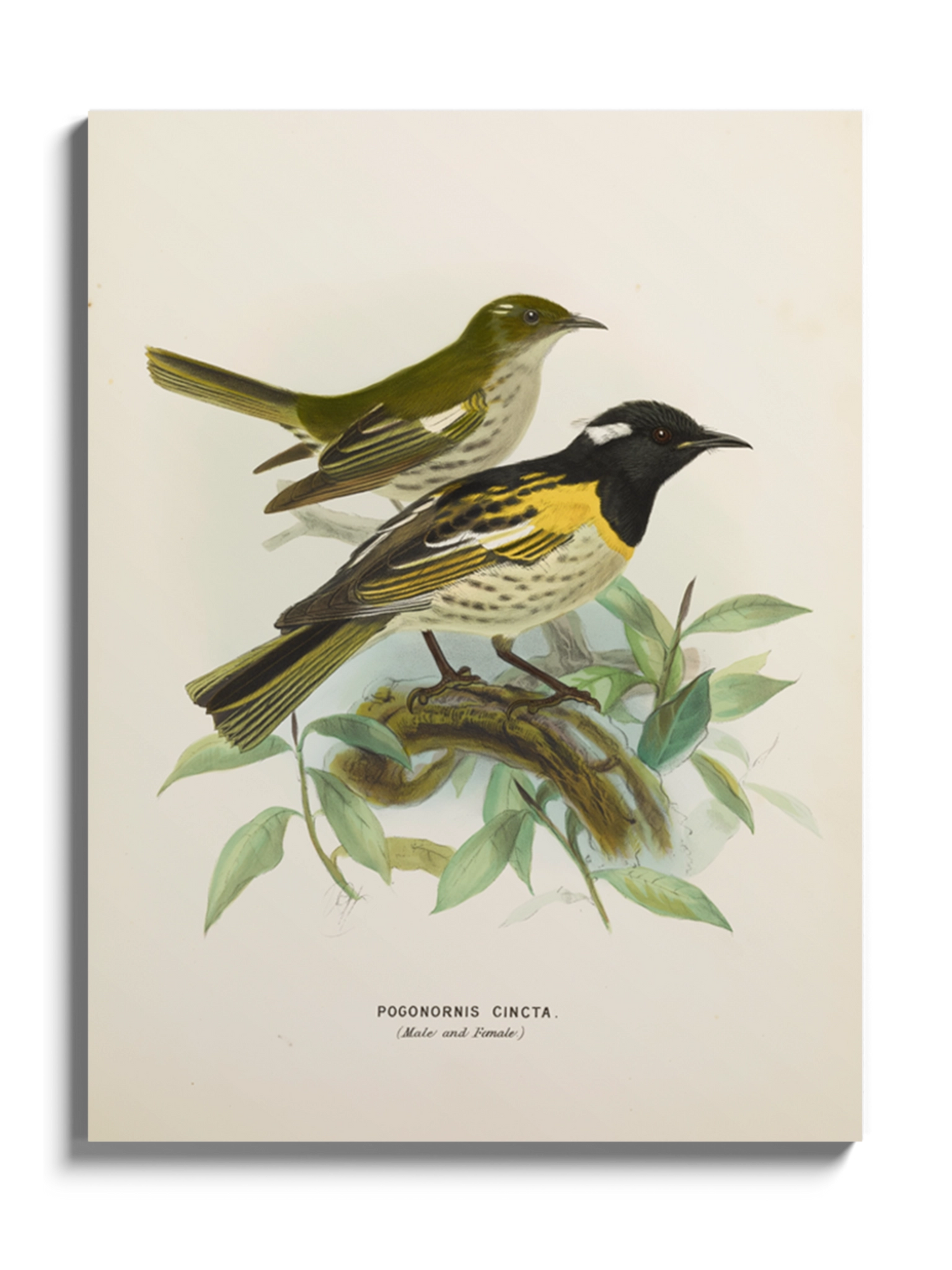 Друк Картина з птахами "Медосос Новозеландський"