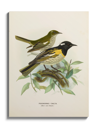 Друк Картина з птахами "Медосос Новозеландський"