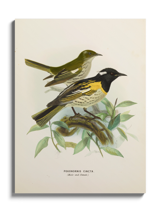 Друк Картина з птахами "Медосос Новозеландський"