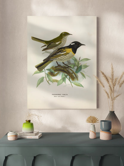 Друк Картина з птахами "Медосос Новозеландський"