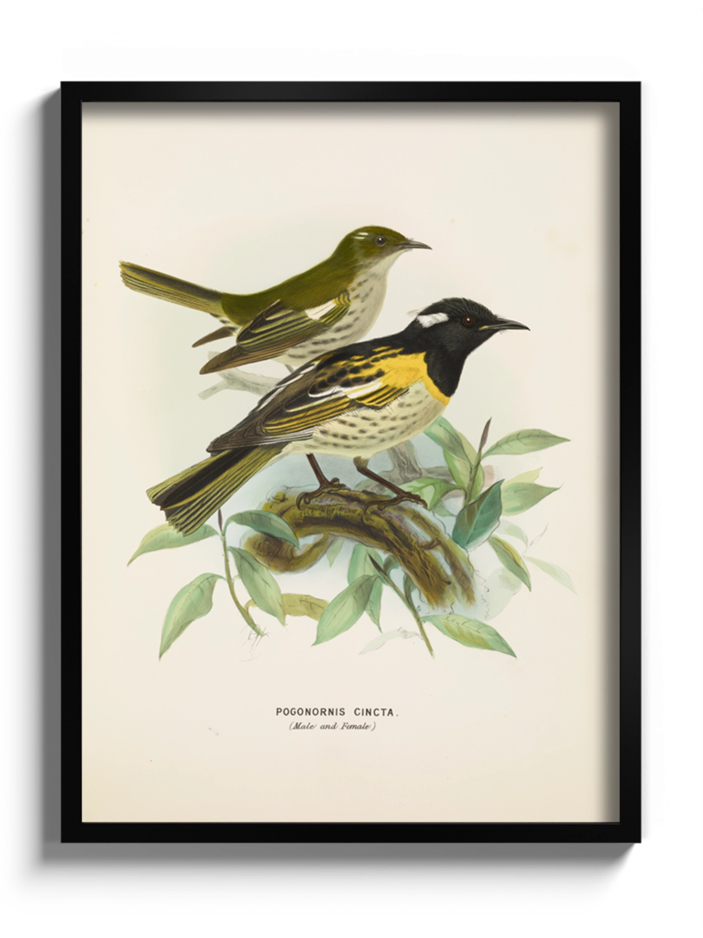 Друк Картина з птахами "Медосос Новозеландський"