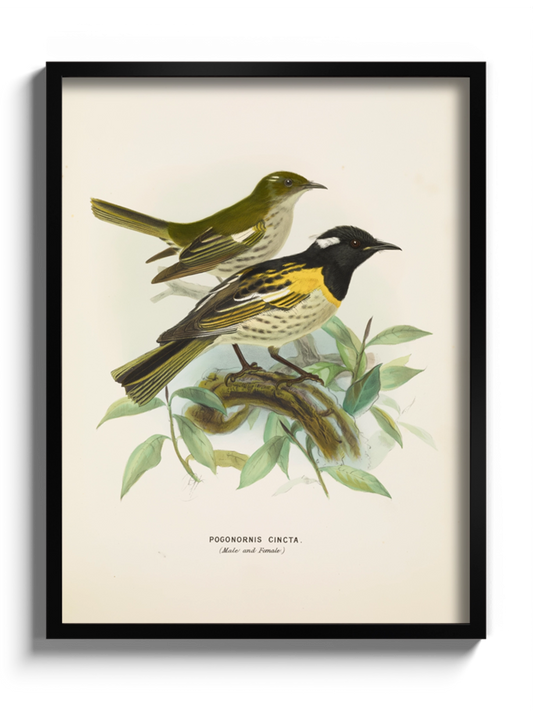 Друк Картина з птахами "Медосос Новозеландський"