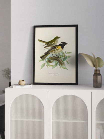 Друк Картина з птахами "Медосос Новозеландський"