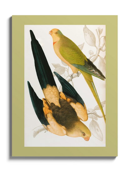 Друк Картина "Чорнохвостий папуга та Зелений цибулевий папуга"