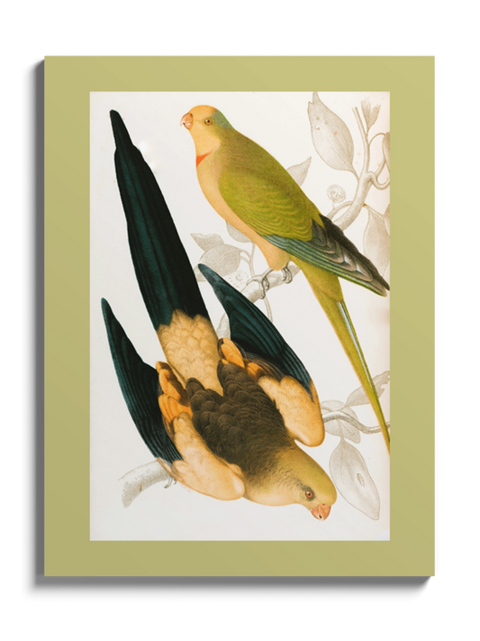 Друк Картина "Чорнохвостий папуга та Зелений цибулевий папуга"