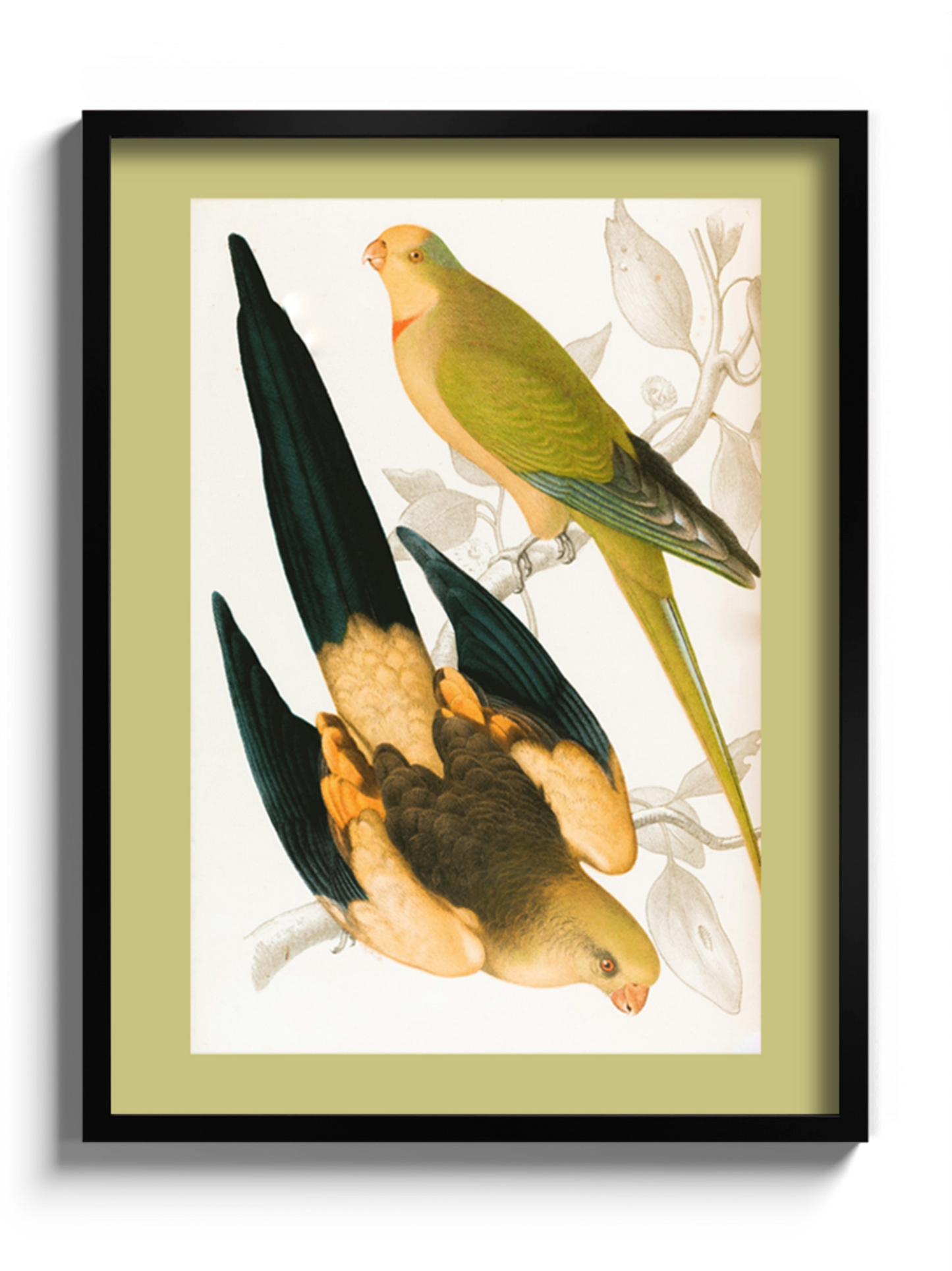 Друк Картина "Чорнохвостий папуга та Зелений цибулевий папуга"