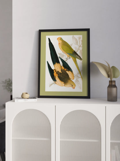 Друк Картина "Чорнохвостий папуга та Зелений цибулевий папуга"