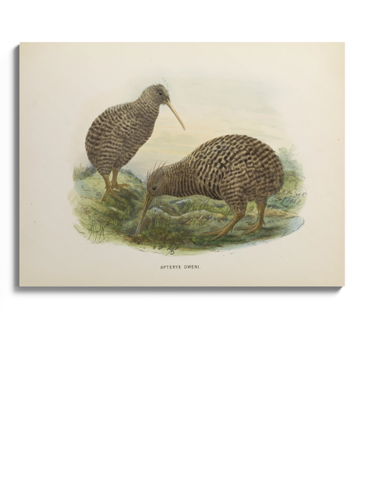 Друк Картина "Пташка ківі"