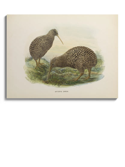 Друк Картина "Пташка ківі"