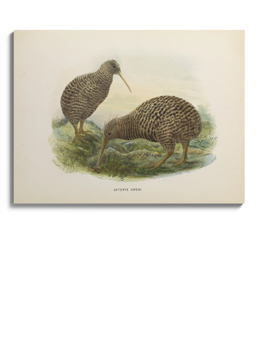 Друк Картина "Пташка ківі"