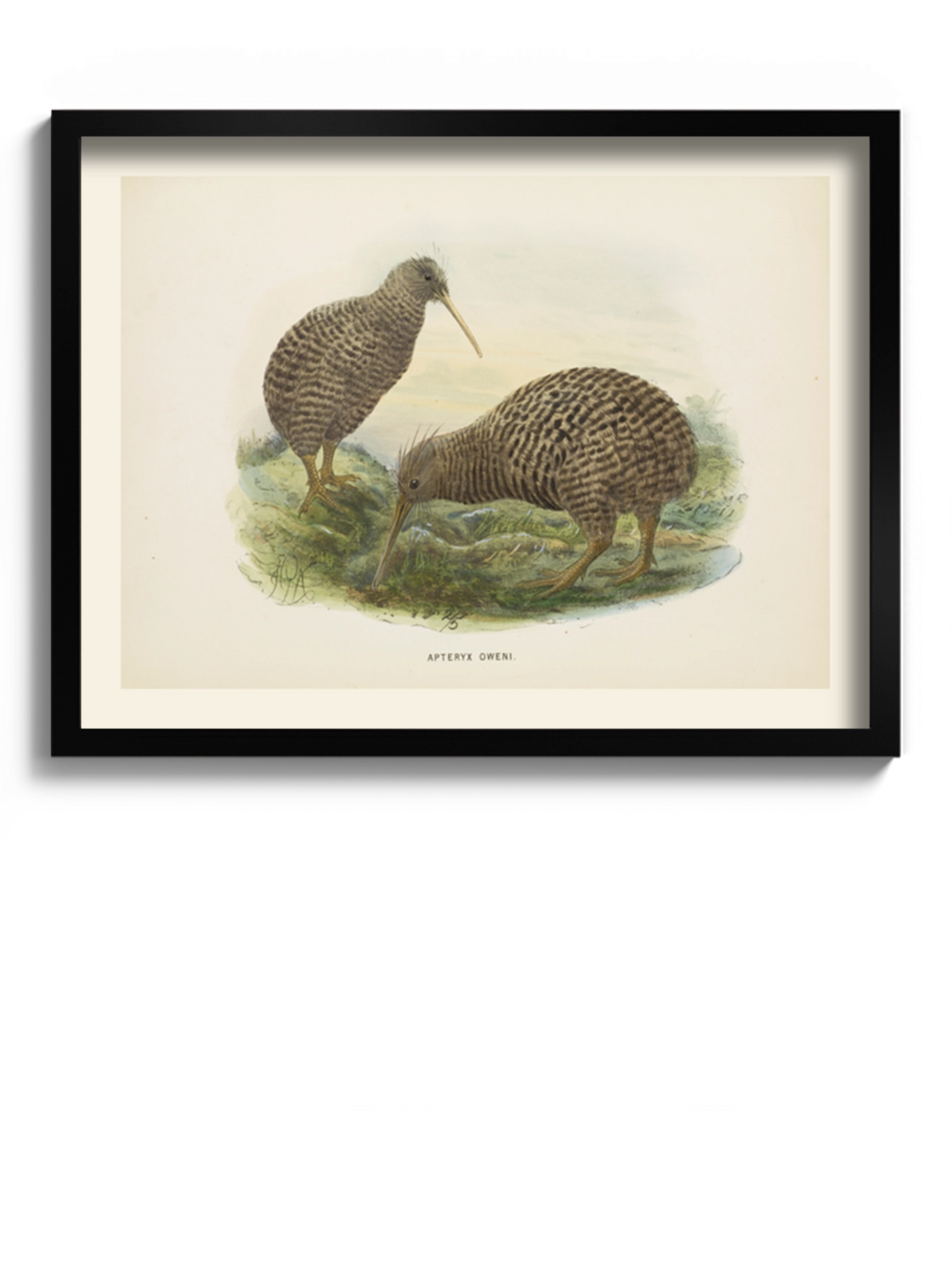 Друк Картина "Пташка ківі"