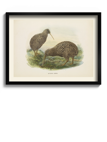 Друк Картина "Пташка ківі"