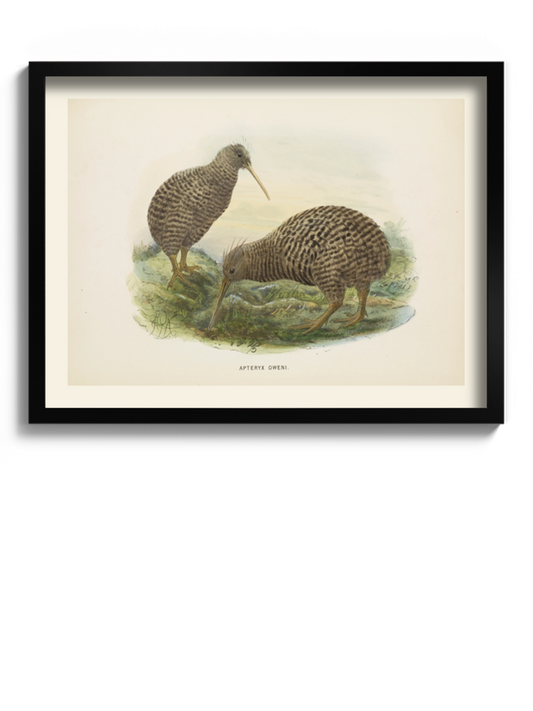 Друк Картина "Пташка ківі"