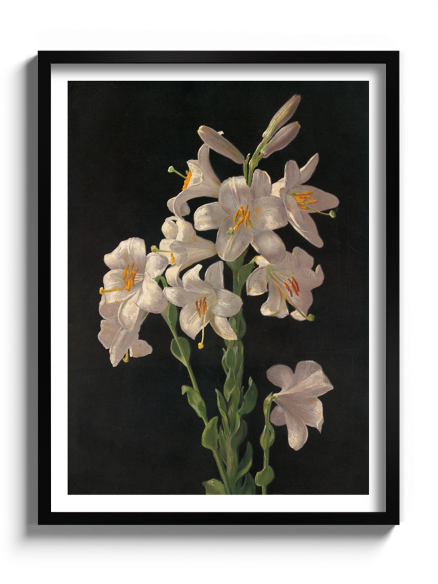 Друкована Картина "Великодня лілія"