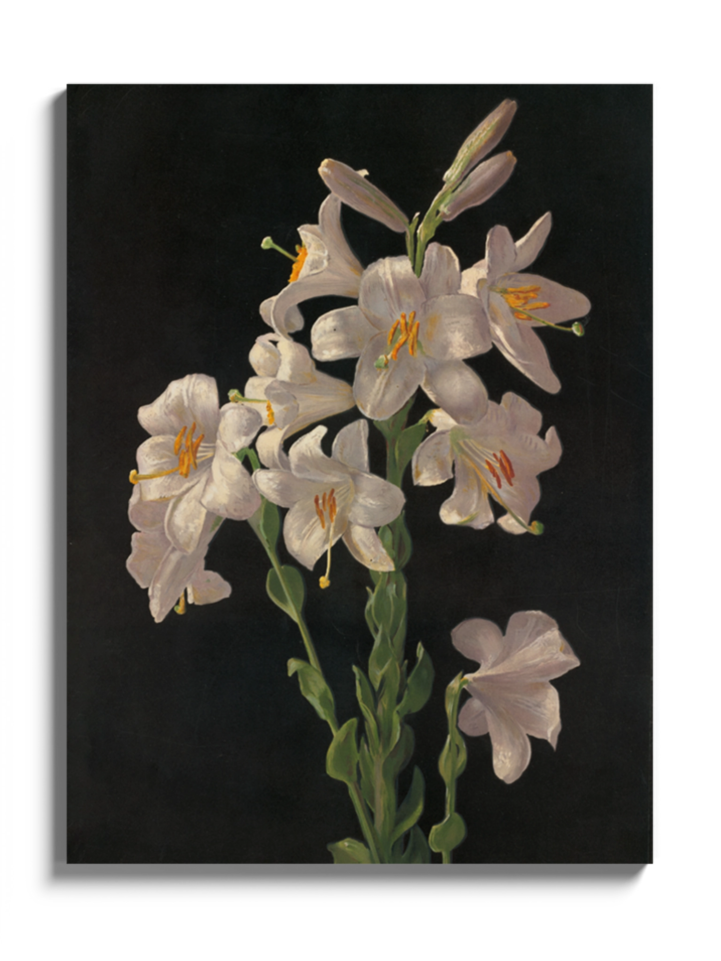 Друкована Картина "Великодня лілія"