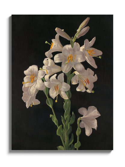 Друкована Картина "Великодня лілія"