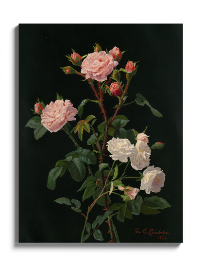 Друкована Картина "Рожеві та білі троянди"