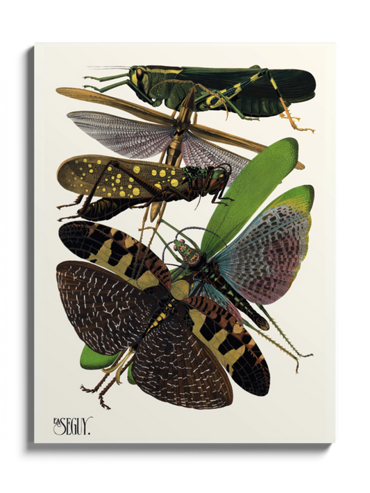 Друкована Картина "Комахи 9"