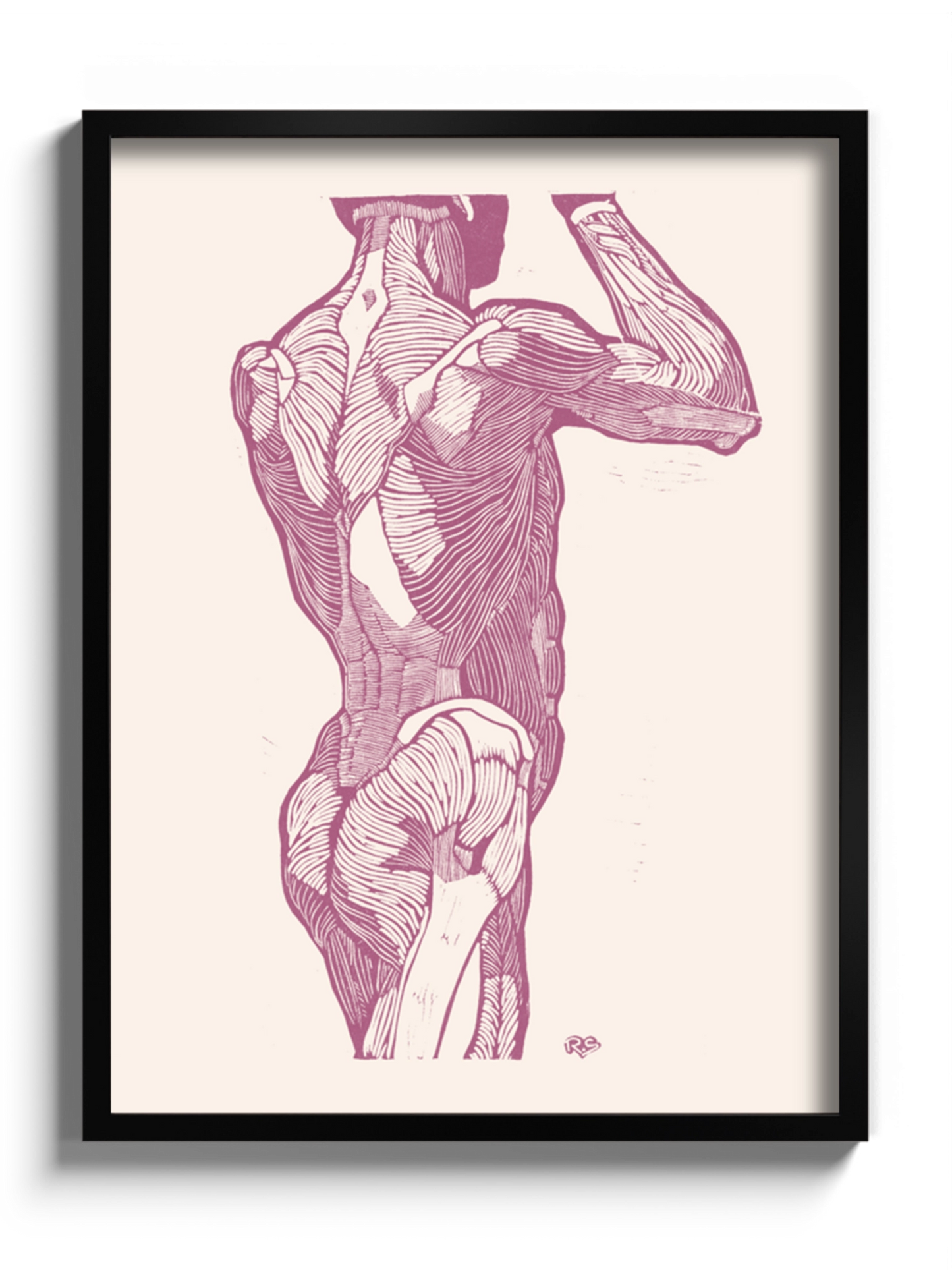 Картина Чоловіча Анатомія Гравюра