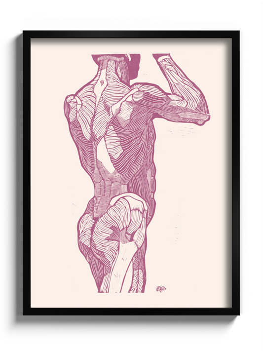 Картина Чоловіча Анатомія Гравюра