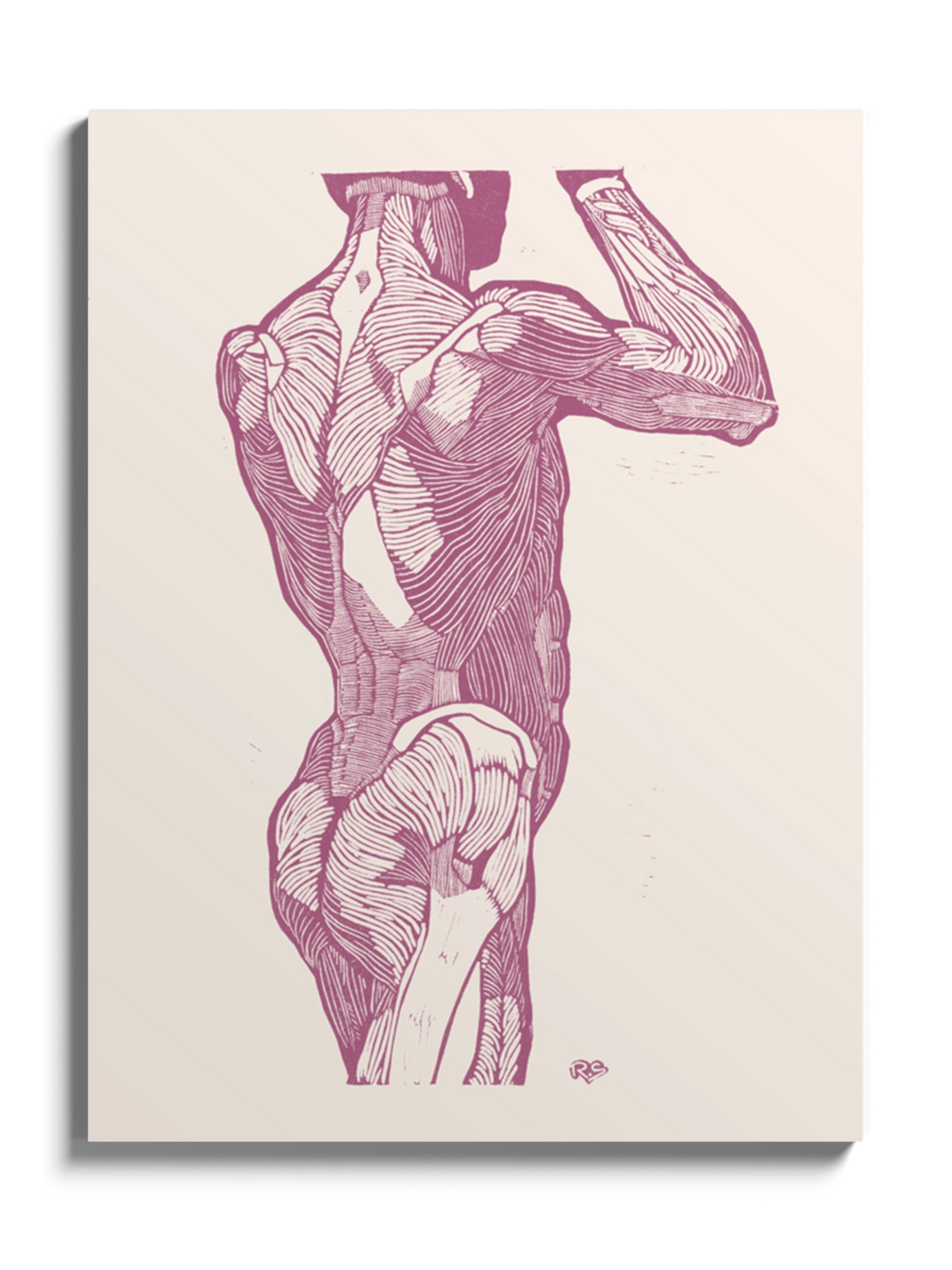 Картина Чоловіча Анатомія Гравюра