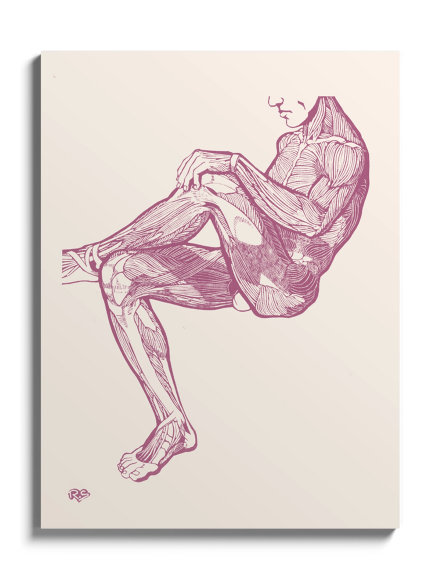 Картина Анатомія Чоловіка В Сидячому Положені Гравюра